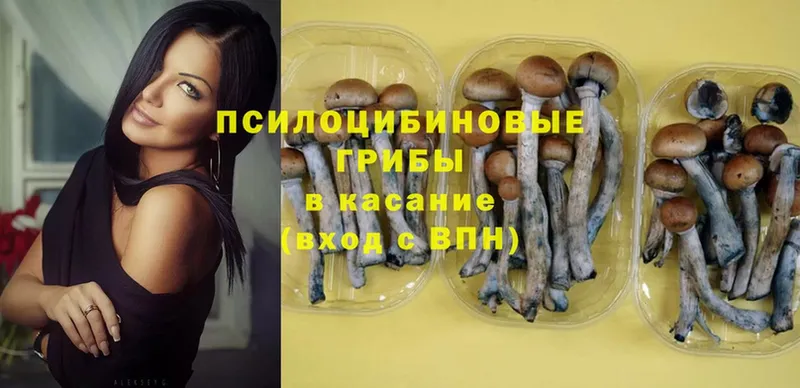 Галлюциногенные грибы Psilocybe  Барабинск 